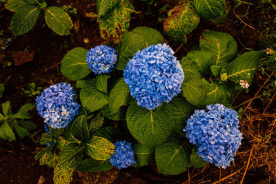 Hydrangea serrata flower. a beautiful flower at the garden