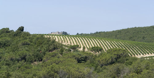 Scenic view of field against clear sky