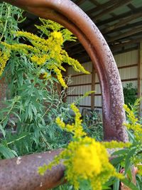 Close-up of yellow potted plant