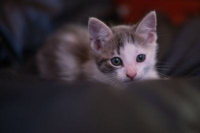 Close-up portrait of a cat