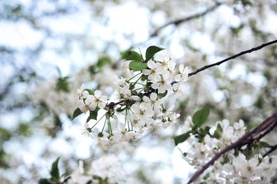 Low angle view of cherry blossoms on branch