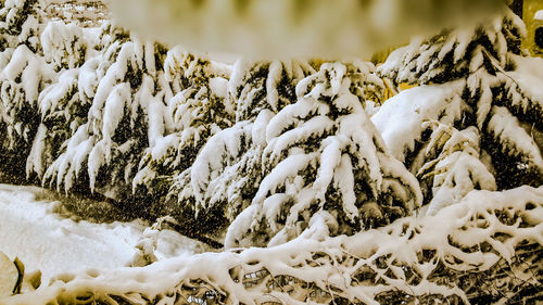 Close-up of snow covered plants