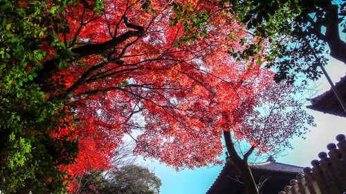 Low angle view of cherry tree during autumn