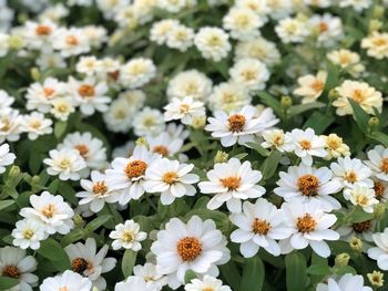 Close-up of white flowering plants