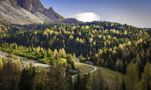 Panoramic view of pine trees in forest against sky