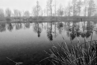 Reflection of trees in lake
