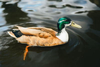 Duck swimming in lake