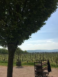 Trees on field against sky