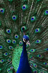 Close-up portrait of peacock