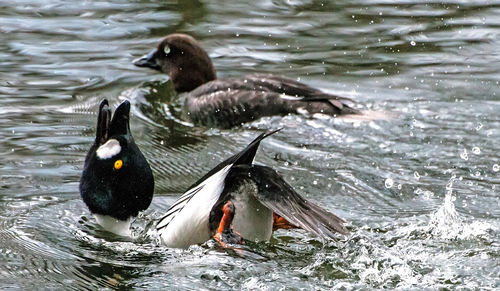 Ducks in a lake