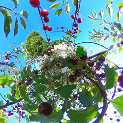 Low angle view of cherry tree against sky