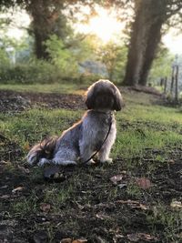 Dog sitting on field