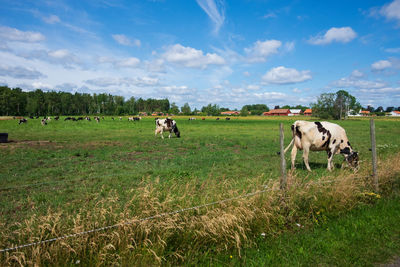 Cows grazing in field