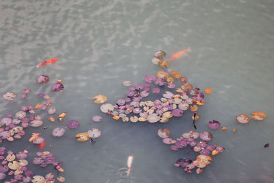 High angle view of pink lilies floating on water