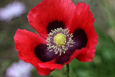 Close-up of red flower