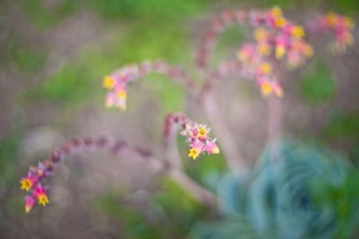 Close-up of pink flowering plant in park