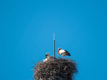 Birds in nest against clear blue sky