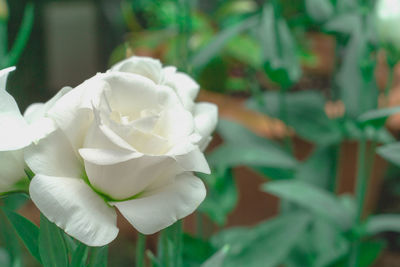 Close-up of white rose