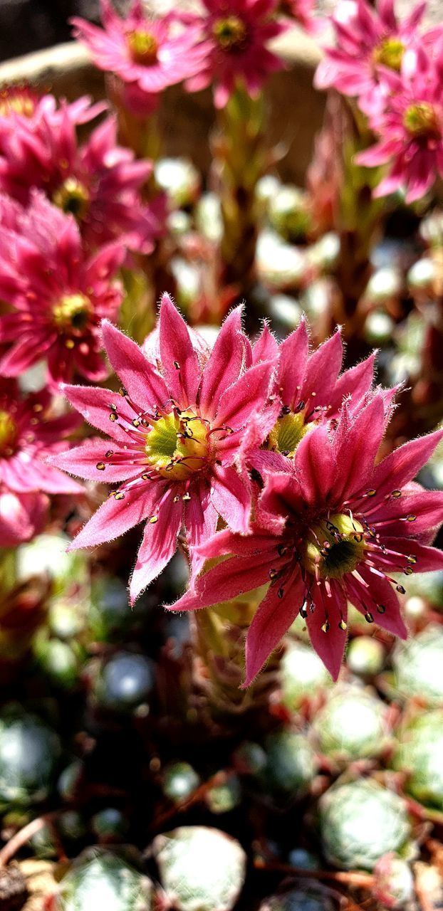 CLOSE-UP OF PINK FLOWERING PLANTS