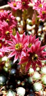 Close-up of pink flowering plant