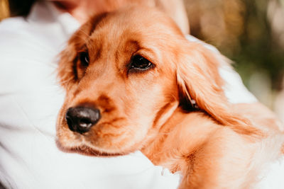 Midsection of woman holding cute dog