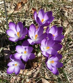 Close-up of purple flowers blooming in field