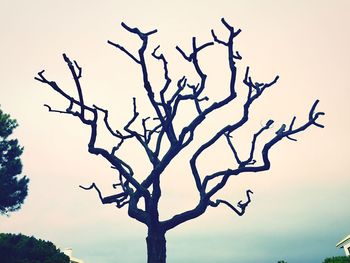 Low angle view of bare tree against clear sky