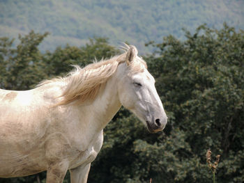 Horse windy hair