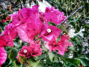 Close-up of pink flowers