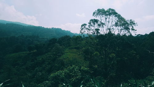 Scenic view of forest against sky