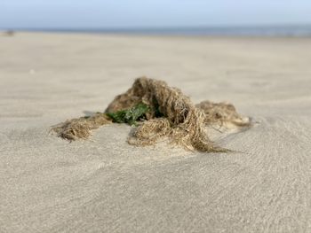 Surface level of sand on beach against sky