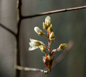 Close-up of flowering plant