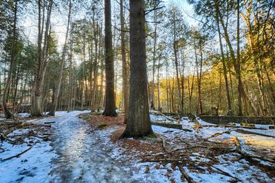 Trees in forest during winter