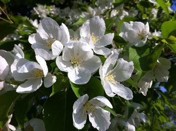 Close-up of white flowers