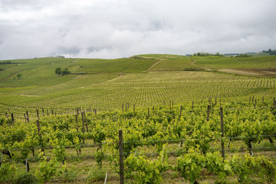 Scenic view of vineyard against sky