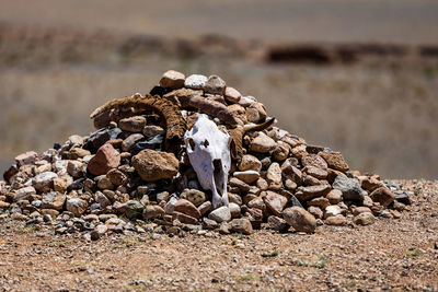 Close-up of animal skull on rock