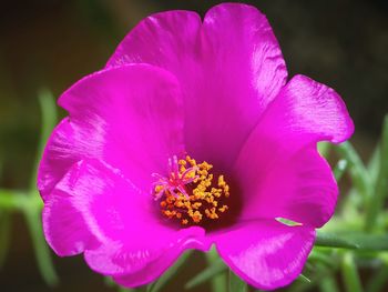 Close-up of pink flower