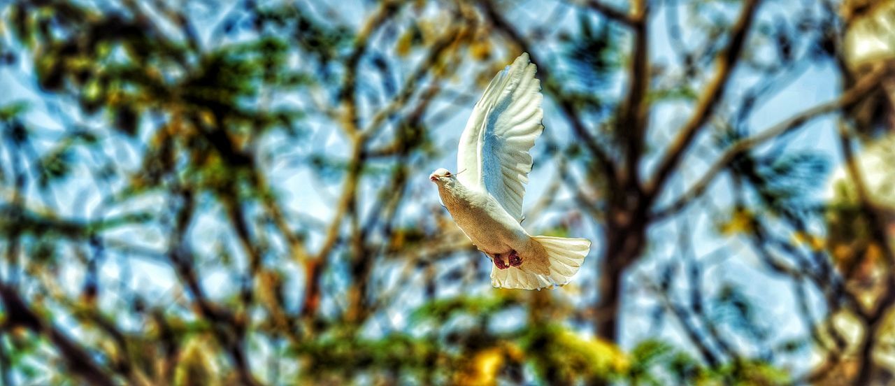 animals in the wild, animal themes, wildlife, one animal, bird, branch, tree, low angle view, spread wings, flying, focus on foreground, nature, perching, outdoors, selective focus, day, beauty in nature, full length, sky, no people