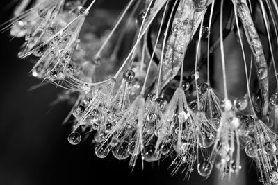 Close-up of water drops on dandelion