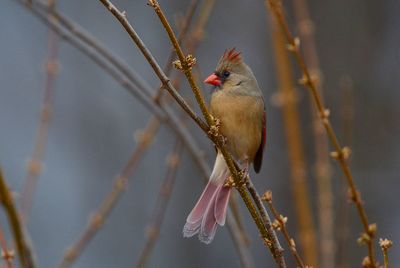 Female adult cardinal