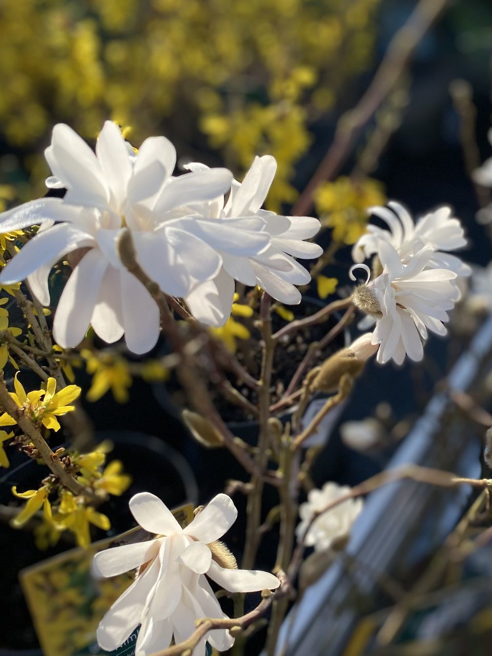 flower, flowering plant, plant, blossom, beauty in nature, white, freshness, nature, spring, close-up, fragility, flower head, macro photography, no people, petal, focus on foreground, springtime, inflorescence, growth, wildflower, yellow, outdoors, tree, branch, day, botany