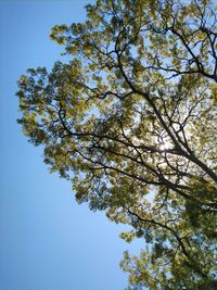 Low angle view of tree against clear blue sky