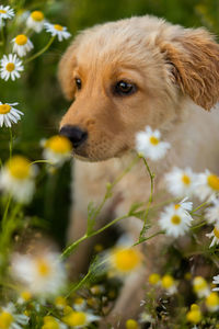 Close-up of a dog looking away