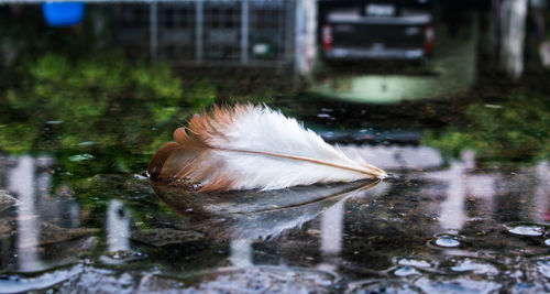 Bird drinking water from a lake