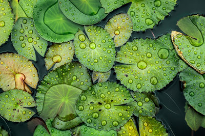 Full frame shot of water drops on leaves
