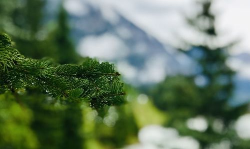 Close-up of tree branch