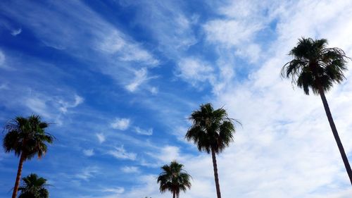 Low angle view of coconut palm trees against blue sky