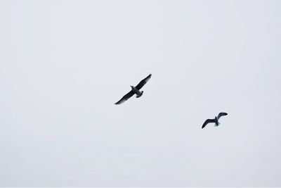 Low angle view of birds flying against clear sky