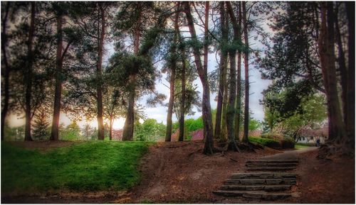 Footpath amidst trees