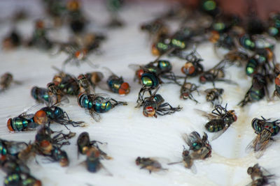 High angle view of insect on table